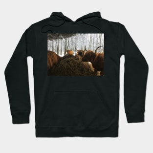 Scottish Highland Cattle Cows 1869 Hoodie